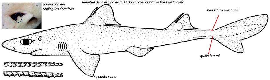 Squalus blainvillei_02_bis.jpg